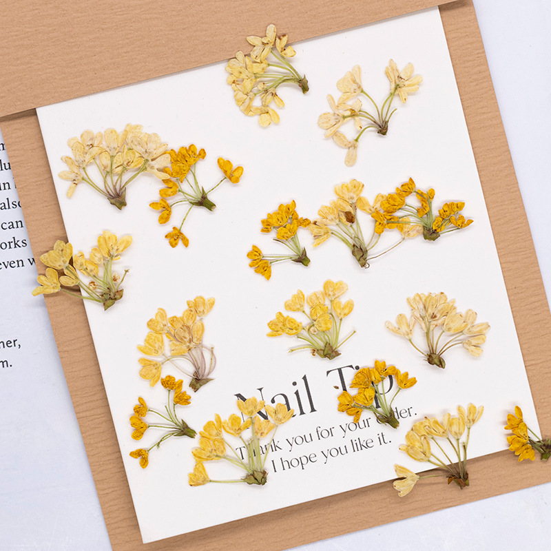 Dried Flower Bookmark - 24 шт., натуральные настоящие прессованные цветы,