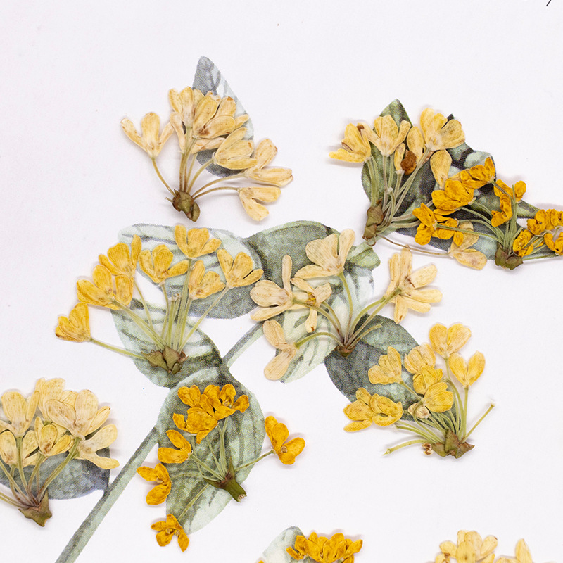 24 шт., натуральные настоящие  – обзор и цена Dried Flower Bookmark