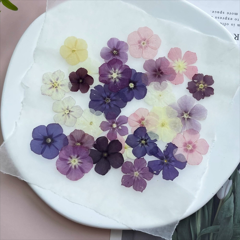 12 шт., полупрозрачные нишевые – обзор и цена Dried Flower Bookmark